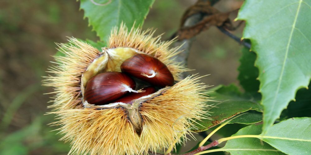3.000 firmas para solicitar ayudas por los daños de las heladas