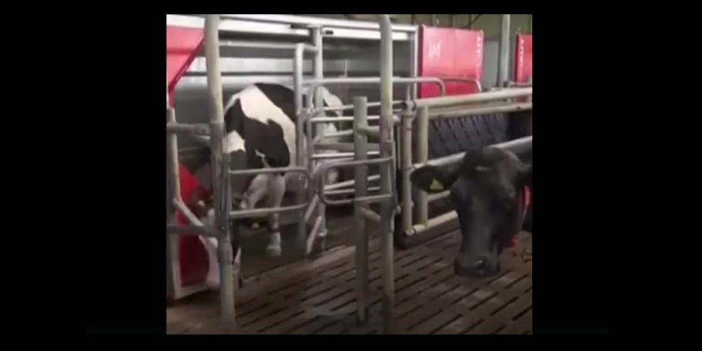 Granja atendida sólo por robots: el sueño de muchos ganaderos