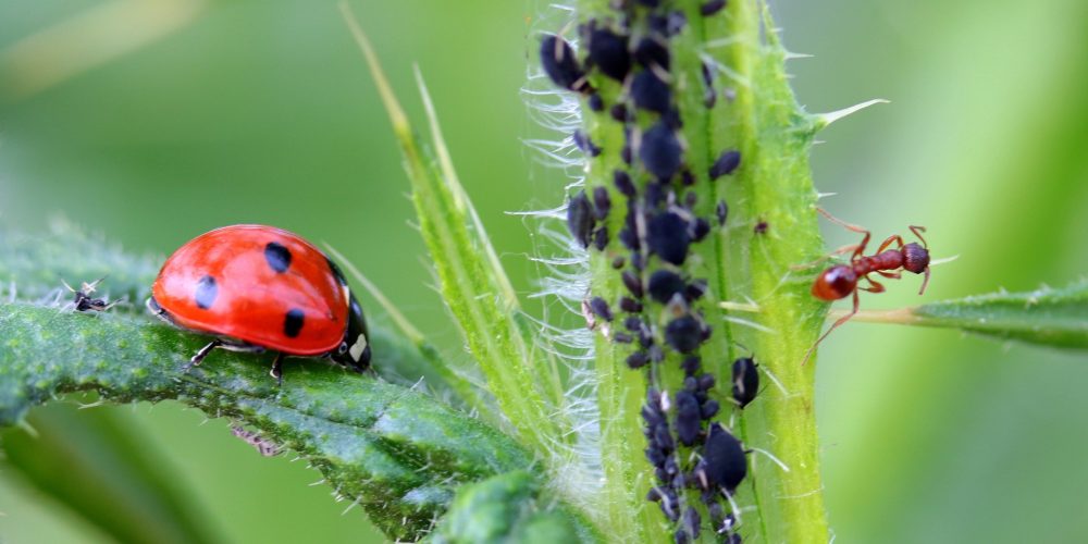 Cómo prevenir la aparición de plagas en el huerto