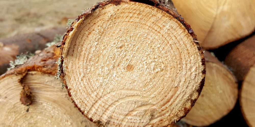 En marcha la Agencia Gallega de la Industria Forestal para impulsar la innovación y el empleo en el sector