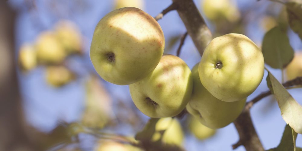 La maduración de los frutos: climatéricos o no climatéricos