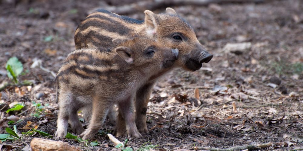 Procedimiento para denunciar los daños ocasionados por jabalíes
