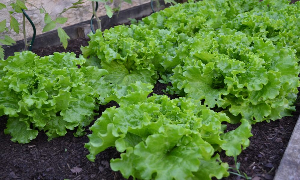 El huerto en Mayo 1920