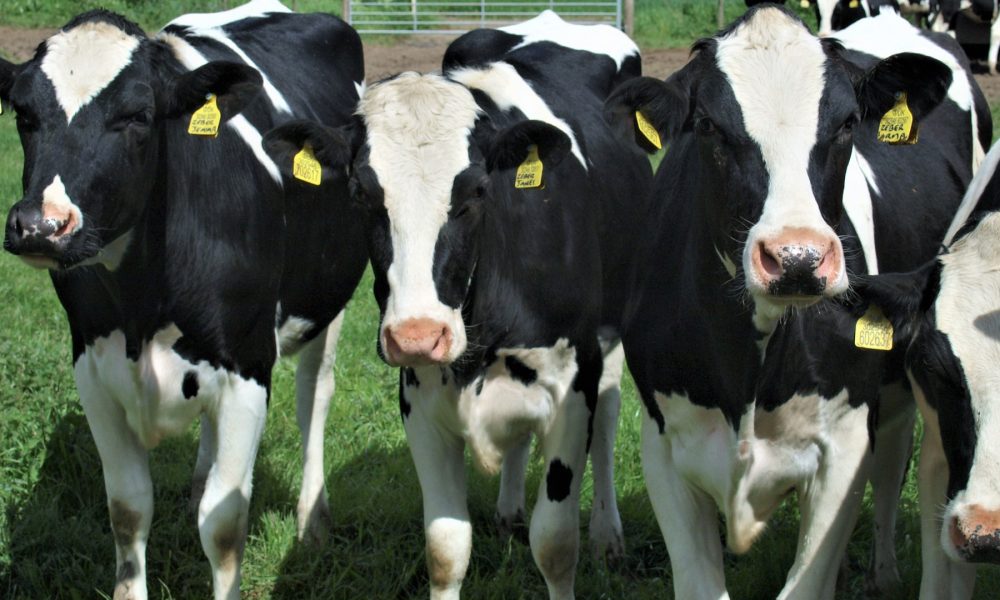 propuestas-para-favorecer-el-relevo-generacional-explotaciones-ganaderas-1920