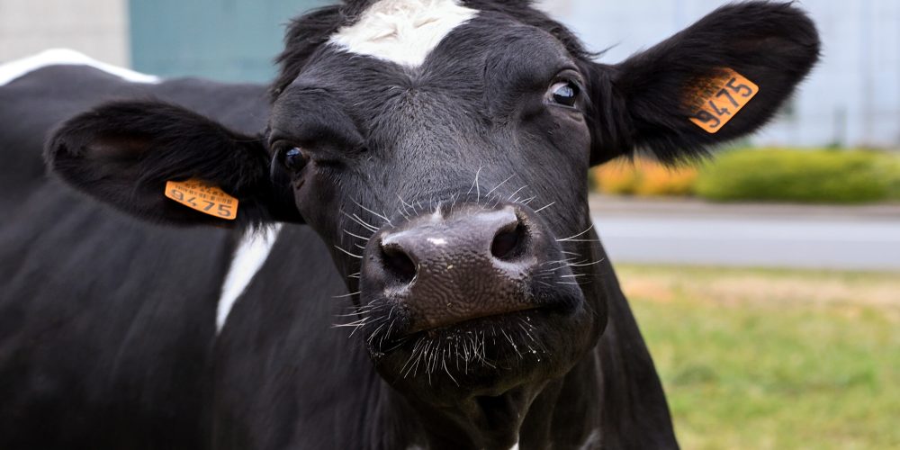 Bayer apoya con 30.000€ en total tres proyectos innovadores que mejoren el bienestar animal