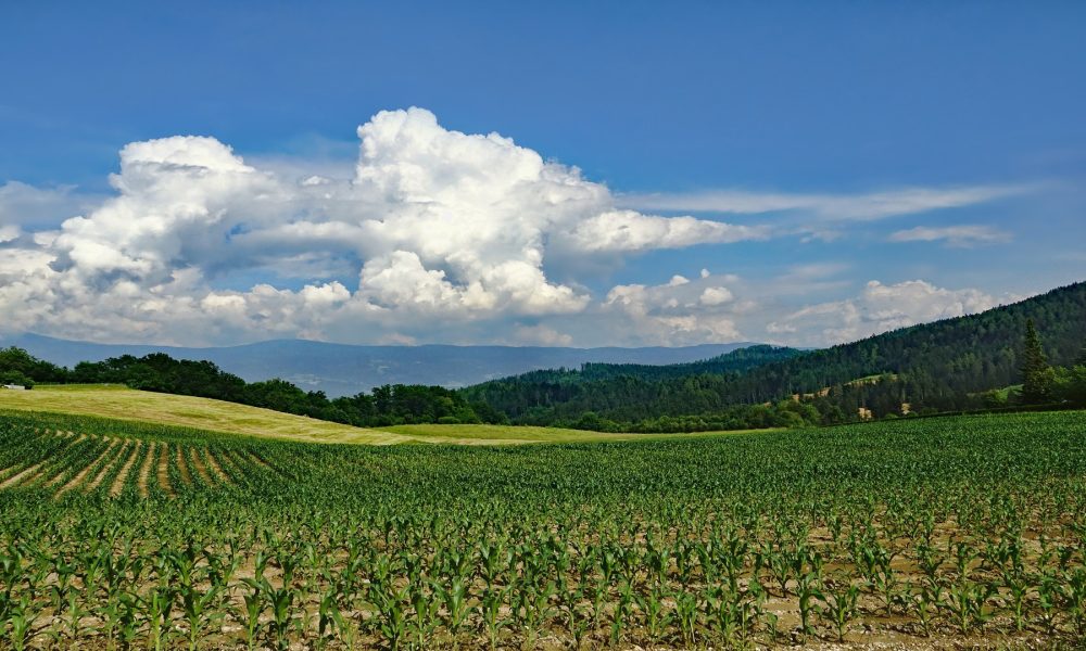 En la segunda quincena de abril se abrira el Plan Renove 1920