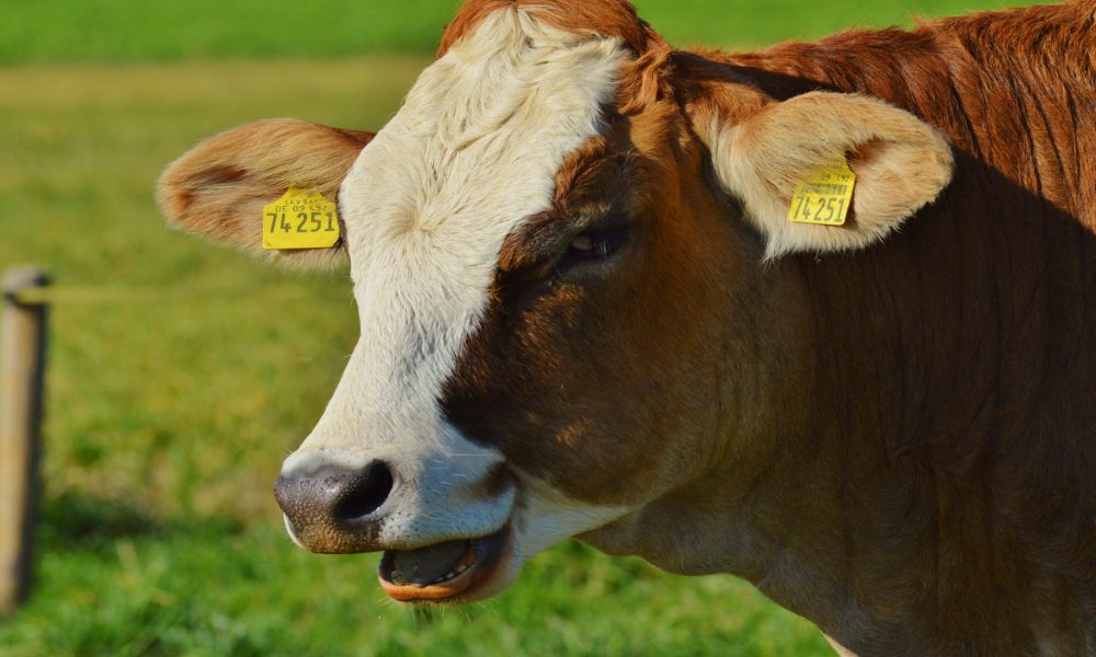 Galicia defiende un unico Plan estrategico sobre la PAC1920