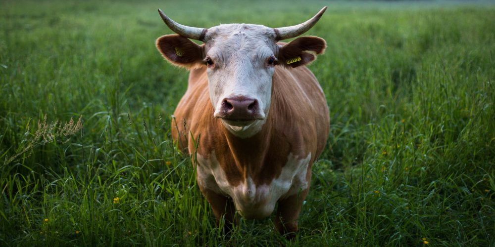Galicia marca el ritmo
