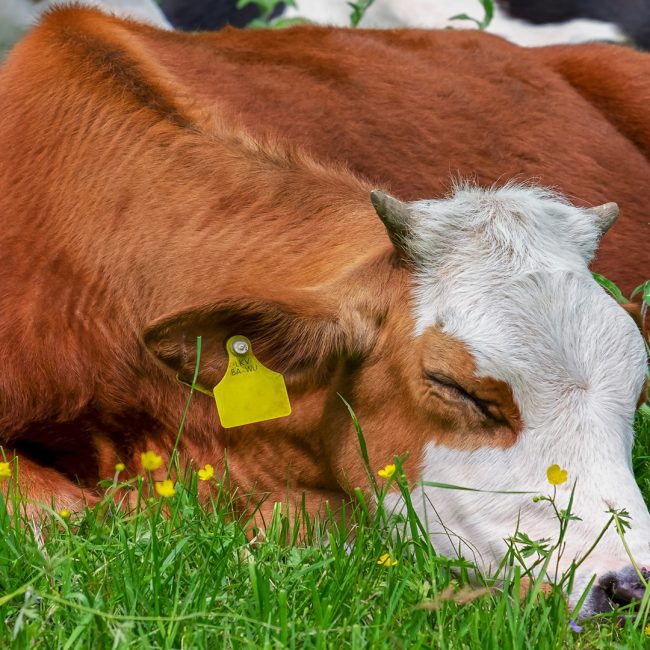 La iniciativa en la que los consumidores garantizan que el ganadero recibe 0,39 céntimos por litro de leche