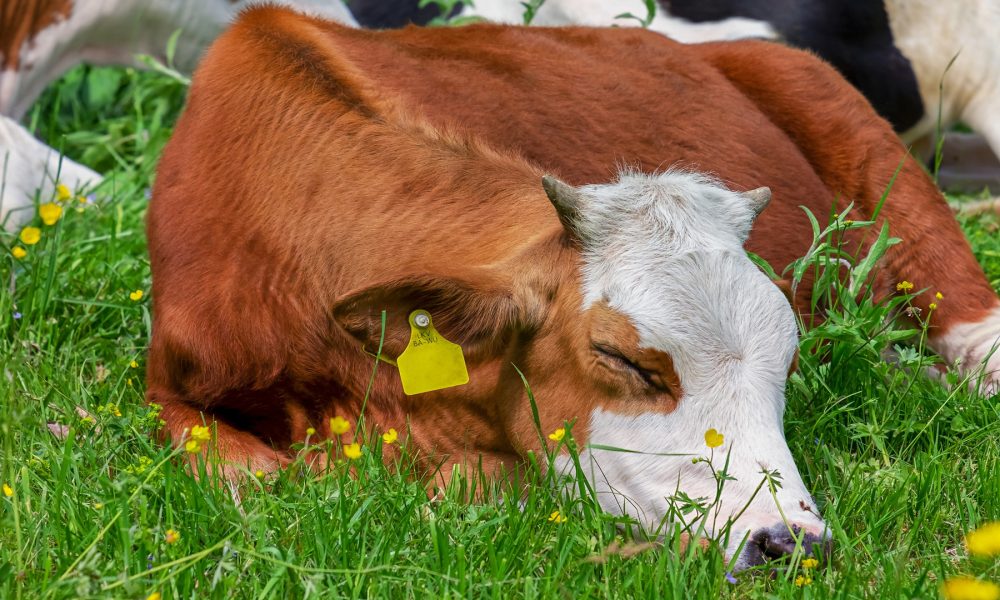 La iniciativa en la que los consumidores garantizan que el ganadero recibe 0,39 centimos por litro de leche llega a Galicia.1920