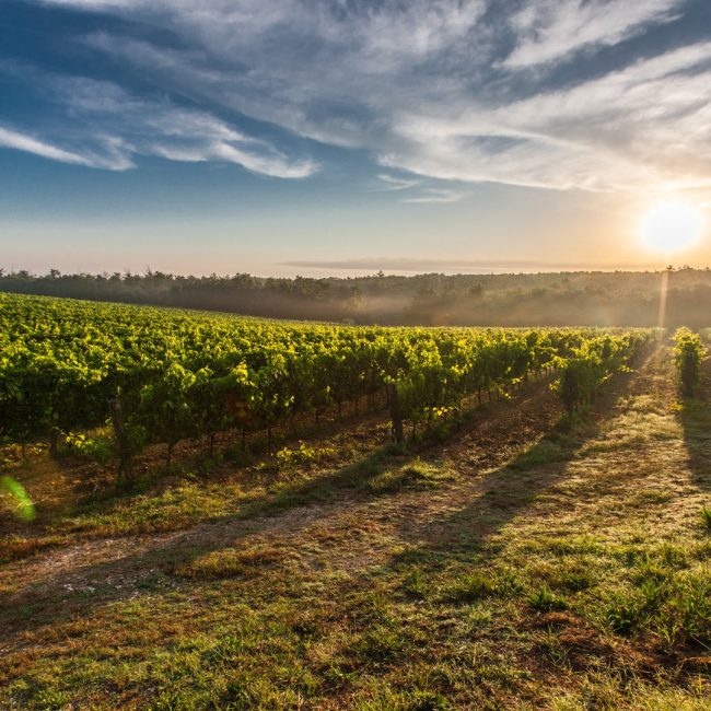 Pedro Sánchez afirma que el futuro del campo español y europeo pasa por una política común ambiciosa y realista