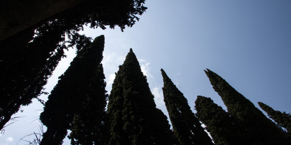 ¿Por qué hay cipreses en el cementerio?