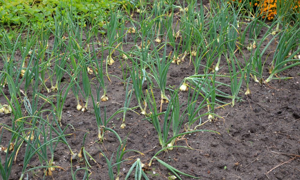 certificados-de-profesionalidad-para-la-familia-profesional-agraria-1920