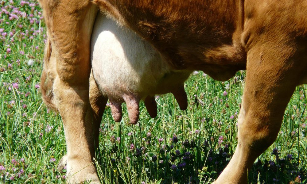 como-tratar-y-prevenir-la-mamitis-1920