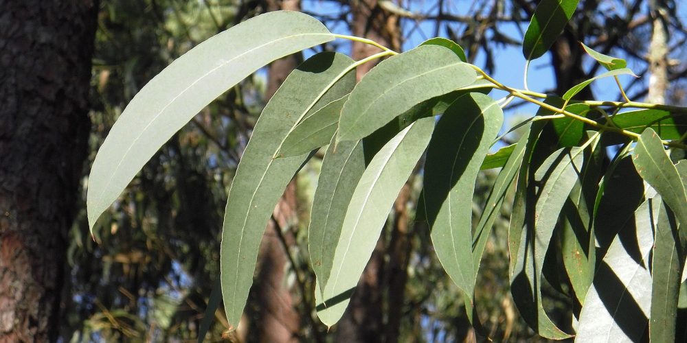 Jornada sobre la industria forestal gallega en el CIF Lourizán