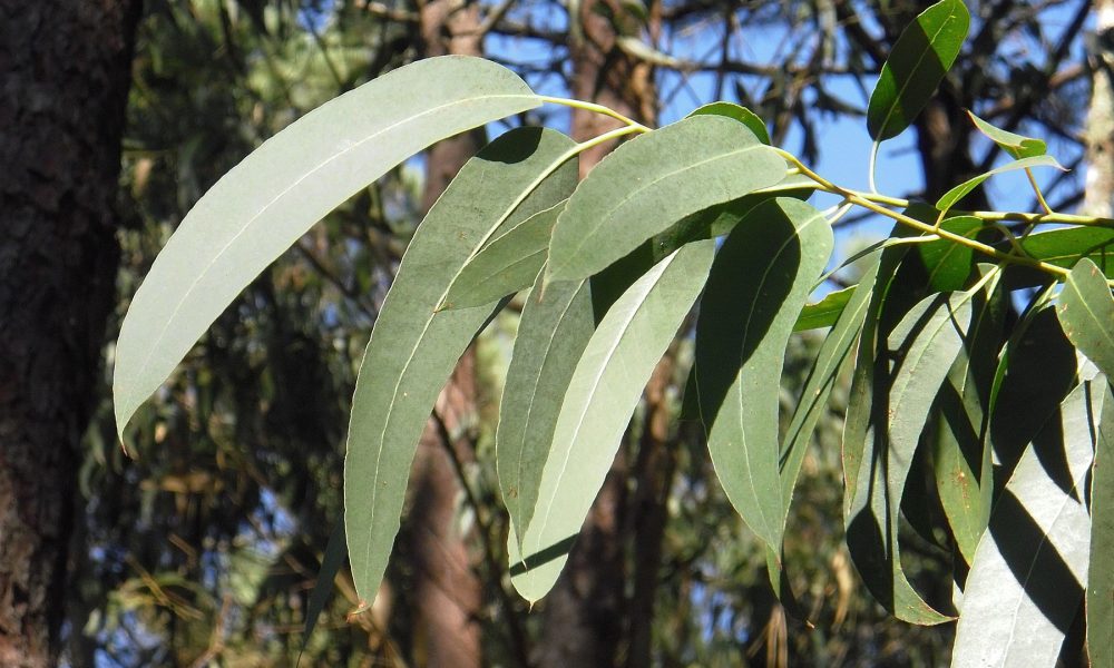 jornada-sobre-la-industria-forestal-gallega-en-el-cif-lourizan-1920