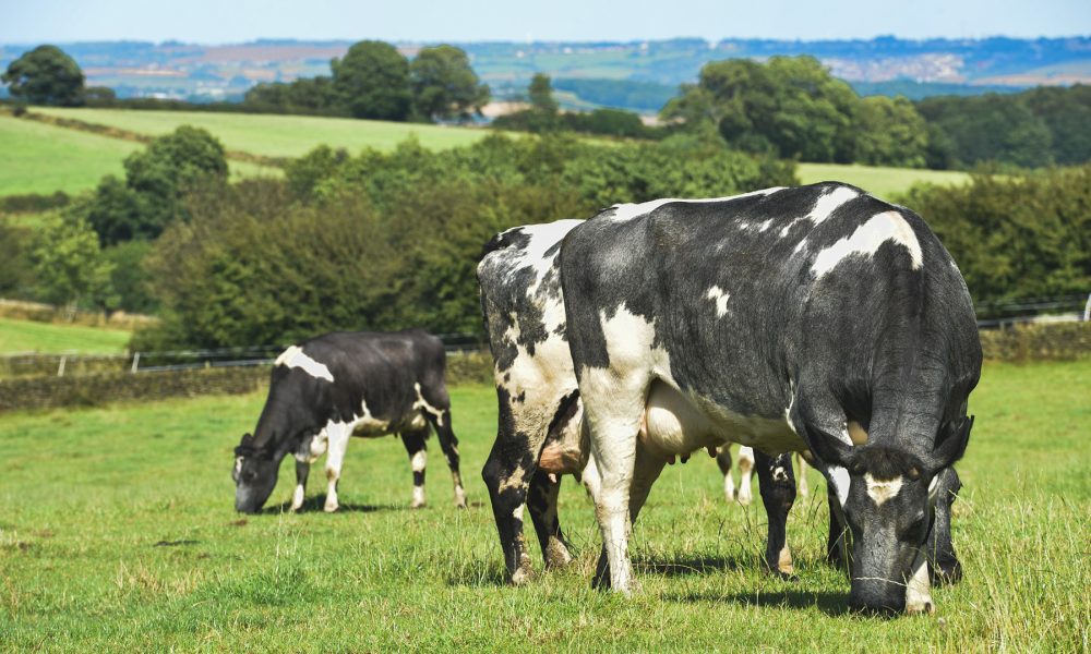 principales-novedades-seguros-agrarios-ganaderos-2019