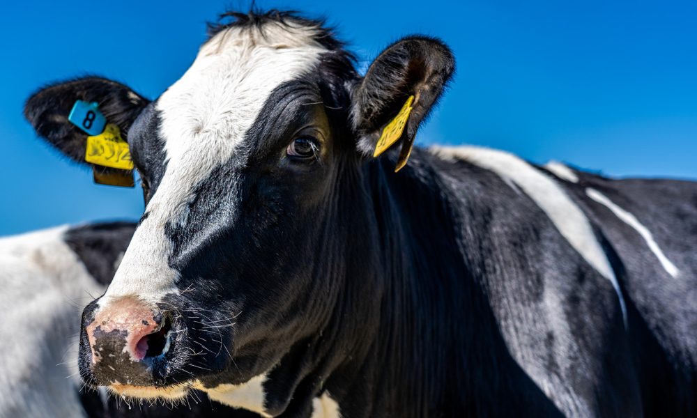 pros-y-contras-de-las-camas-de-arena-para-el-ganado-vacuno-1920