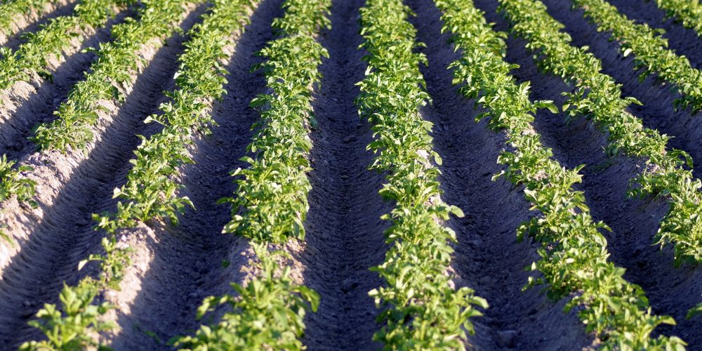 Se inician los abonos de indemnizaciones a afectados por la couza de la patata