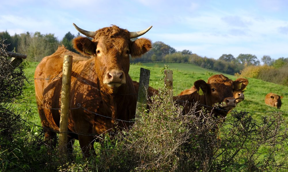 15-millones-de-euros-para-ayudas-destinadas-a-ganaderos-en-zonas-con-limitaciones-naturales-1920