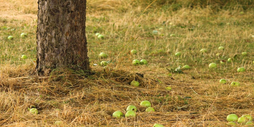 4 millones de euros en ayudas para productores de huerta, frutales y patata