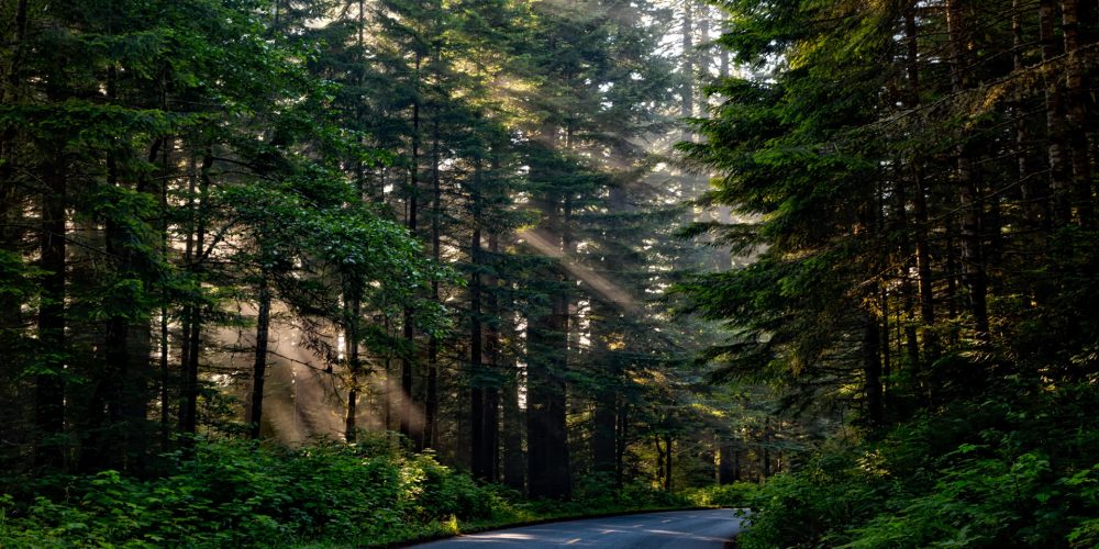 4 millones  de euros para proyectos de ordenación de montes