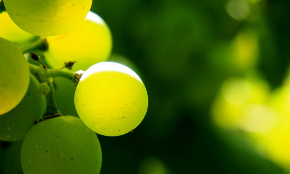 75 millones en indemnizaciones para el sector de la uva por meteorología adversa