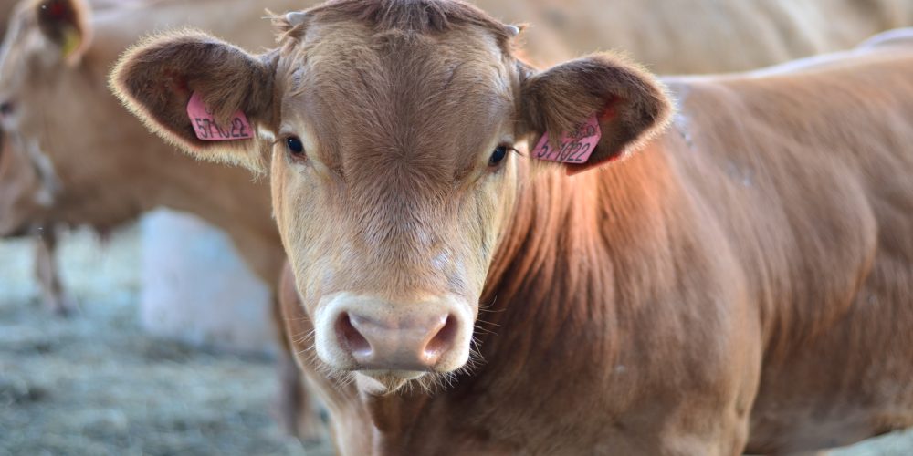 A principios de diciembre se abonará la mayor parte de la PAC