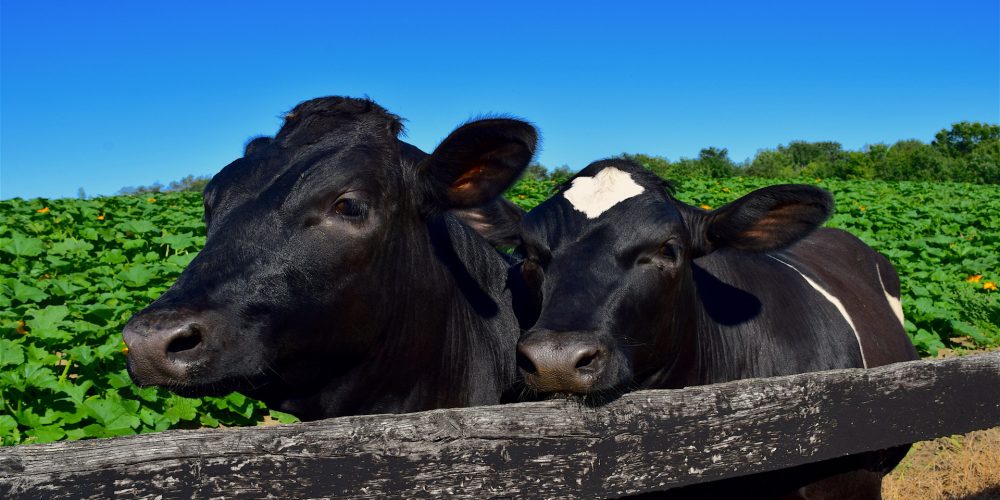 Cambios en la PAC para los próximos dos años