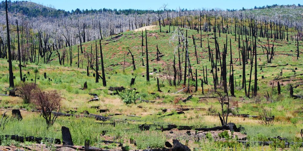 Cosas que hay que cambiar en la política forestal contra incendios
