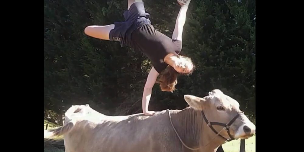 Cuando una vaca se cree un caballo