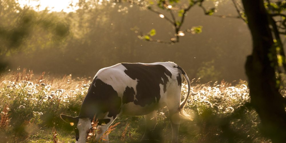 Curso sobre mejora de la eficiencia de la ración en vacuno de leche: Método Obsalim