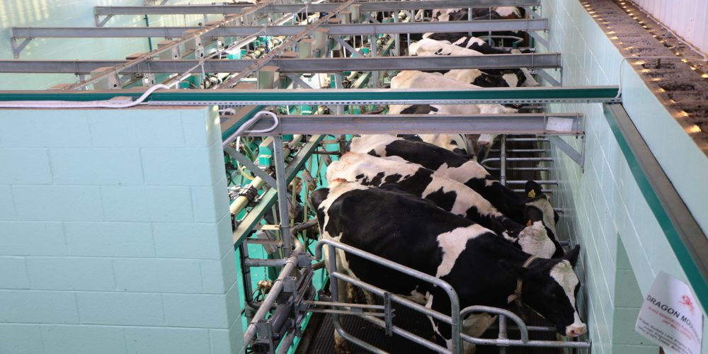 ¿Cómo regular y revisar la máquina de ordeño?