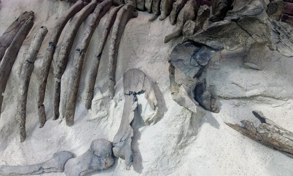 Desde cuando los humanos celebran funerales.1920