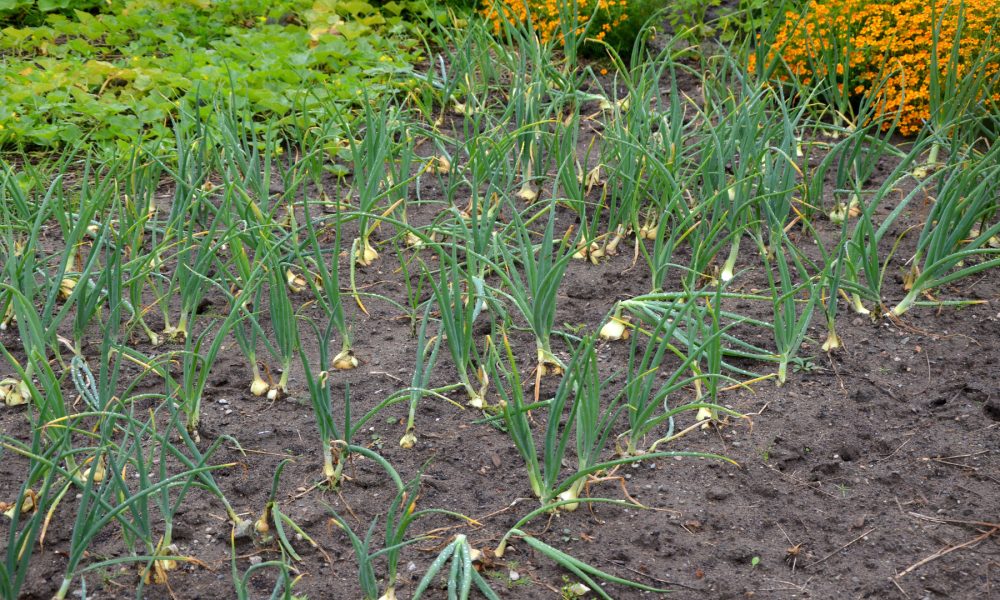 El huerto en Abril 1920