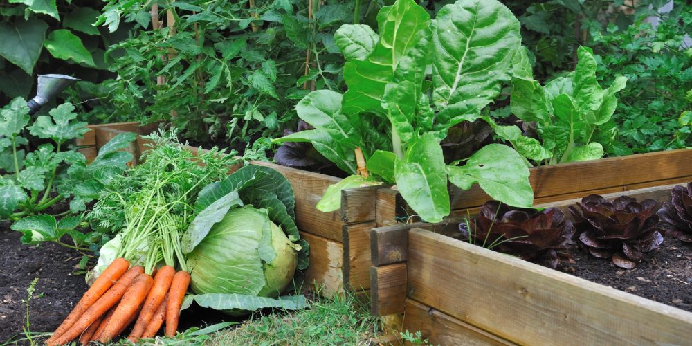 El huerto en Octubre