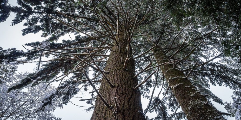 El monte gallego ya no es rentable