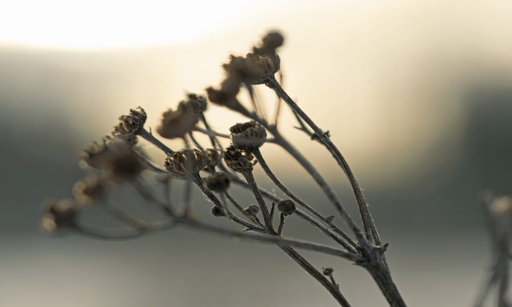 El ultimo suspiro.1920