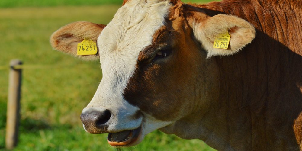 Galicia defiende un único Plan estratégico sobre la PAC