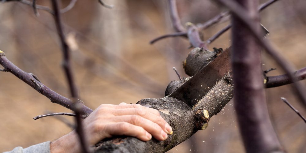 La Diputación formará mano de obra para los sectores ganadero y forestal