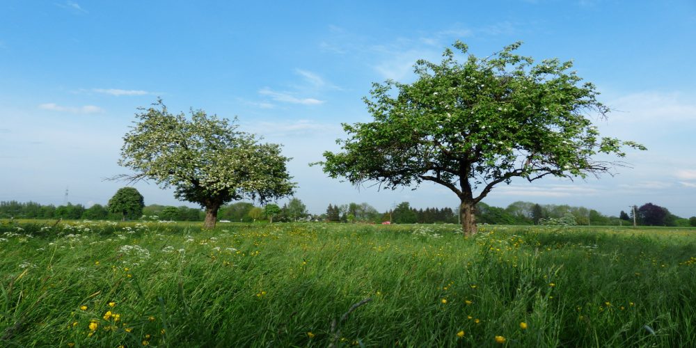 La Diputación de Lugo prepara una línea de ayudas para la recuperación de tierras abandonadas