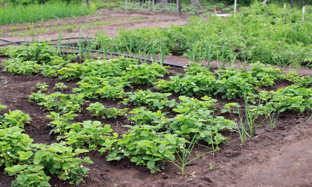 La Xunta aprobara ayudas para el sector de la huerta y pondra en marcha un sello de calidad.1920