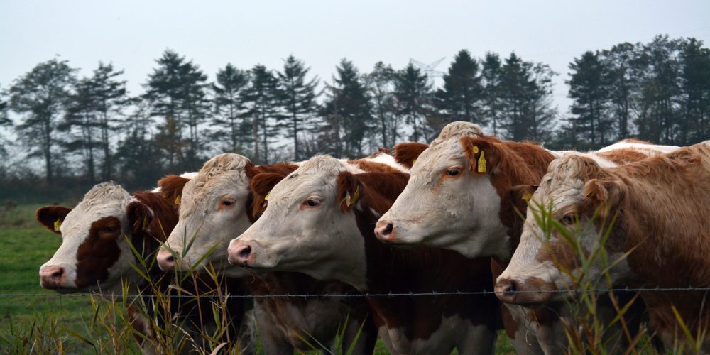 La experiencia sueca