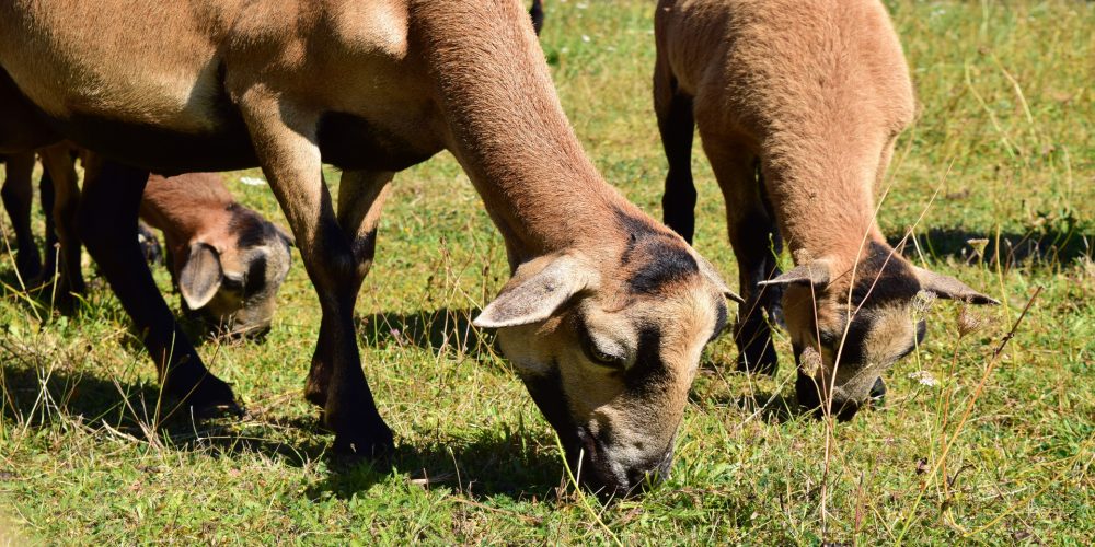 Las cabras bomberas que tiene el monte vecinal de Meira en Moaña