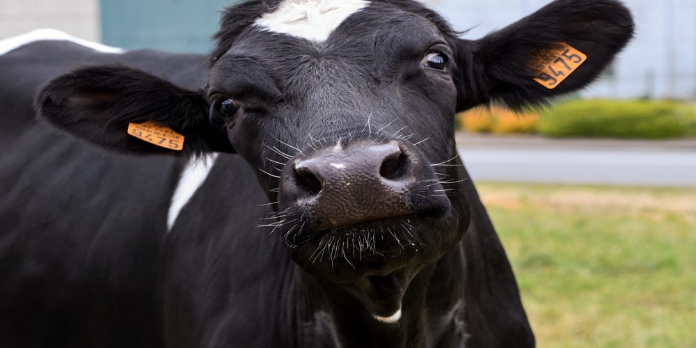 Los ganaderos se preguntan: ¿Por qué tenemos que cerrar nuestras ganaderías para que reabra la mina?
