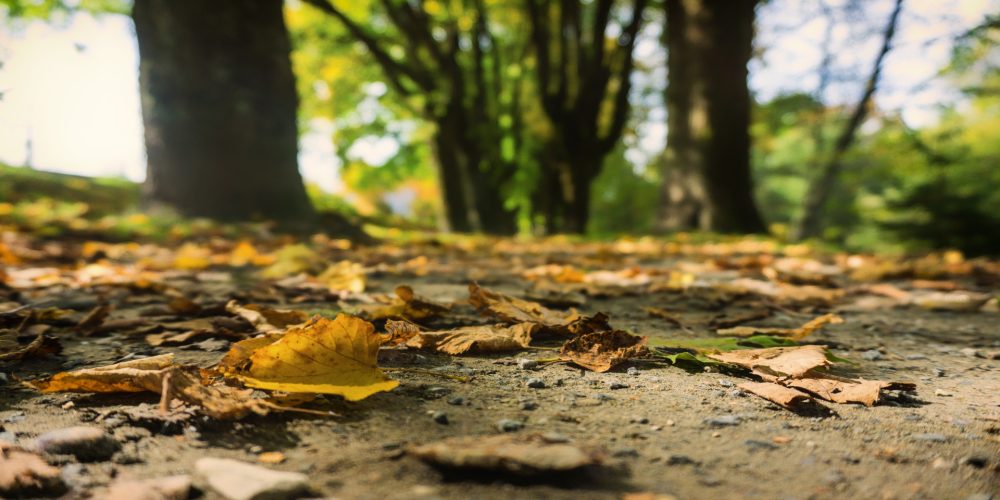 Medio Rural destina 7 millones de euros en ayudas para tratamientos silvícolas