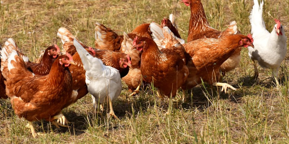 Por meterse donde no lo llamaban: Un grupo de gallinas mata a picotazos a un zorro que se coló en su corral