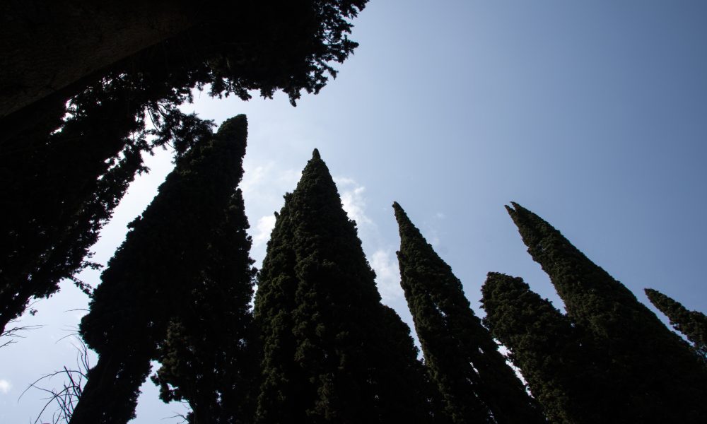 Por qué hay cipreses en el cementerio