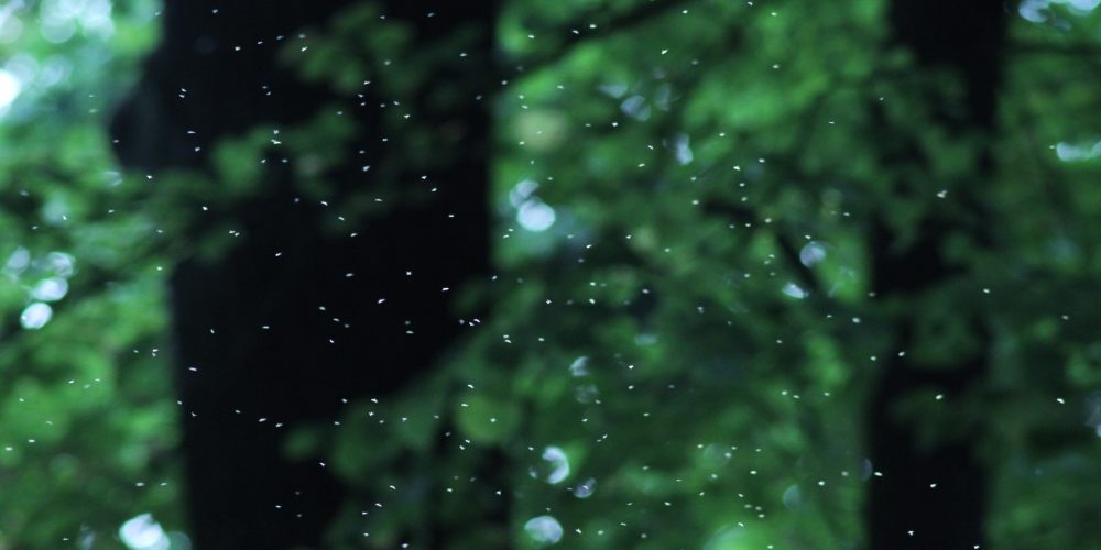 ¿Qué debes plantar en tu terraza o jardín para librarte de los mosquitos?