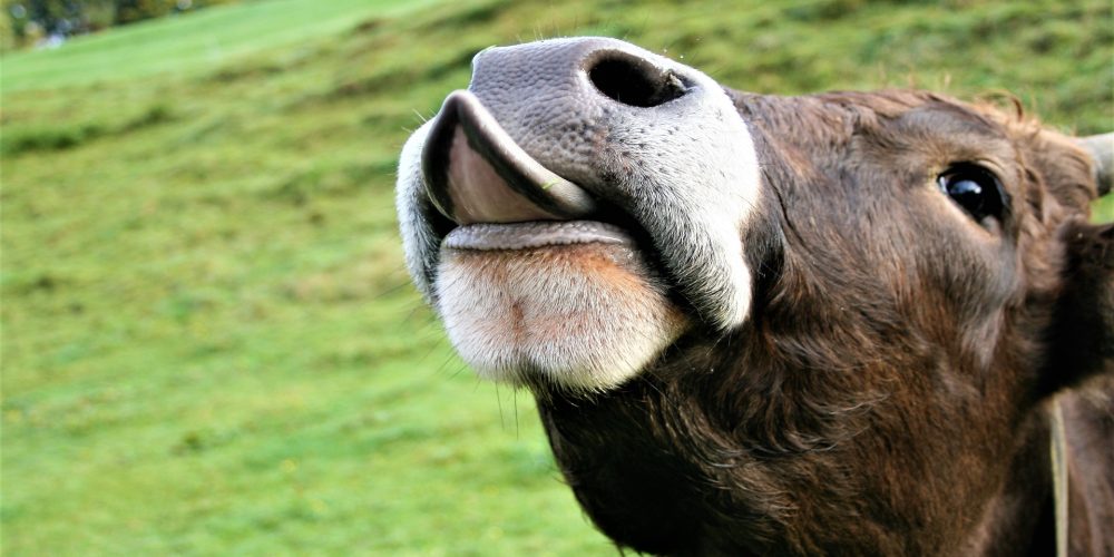 ¿Qué les provoca miedo a las vacas?